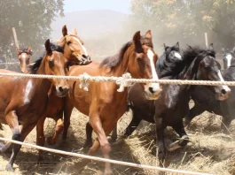 Trilla a Yegua Suelta en Valparaíso
