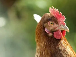 Primero fue El Huevo o la Gallina