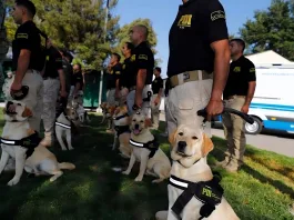 Brigada de Adiestramiento Canino cachorros