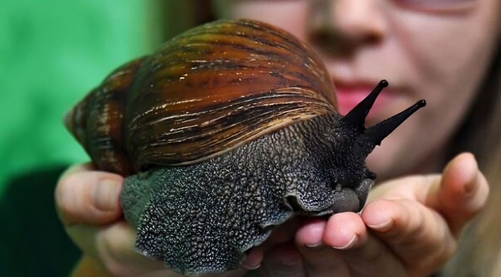 Ejemplar de caracol gigante africano Ejemplar de caracol gigante africano