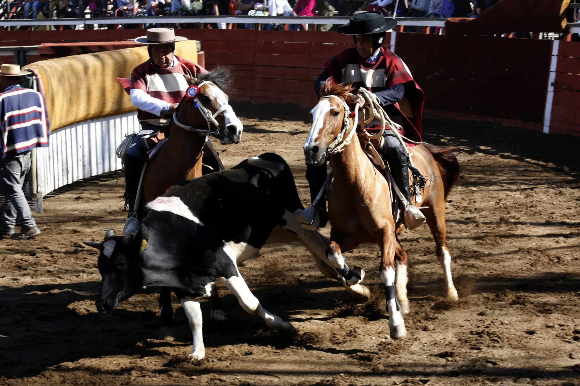 Buscan que el rodeo sea declarado deporte nacional en la nueva Constitución