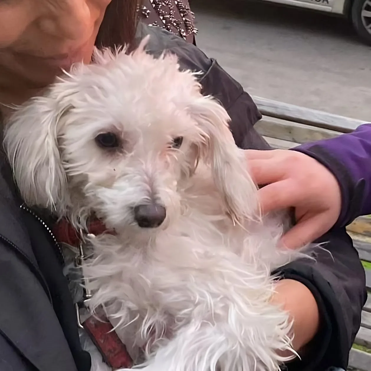 Esta perrita fue separada de su dueño, que fue detenido tras denuncias de vecinos de Ñuñoa