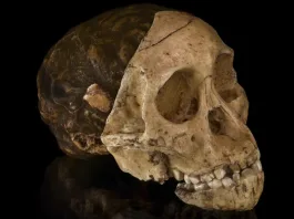 Restos de un niño encontrados hace un siglo corresponderían a otro tipo de ser humano