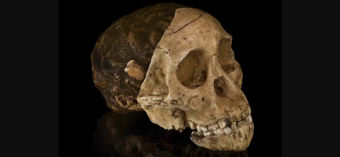 Restos de un niño encontrados hace un siglo corresponderían a otro tipo de ser humano