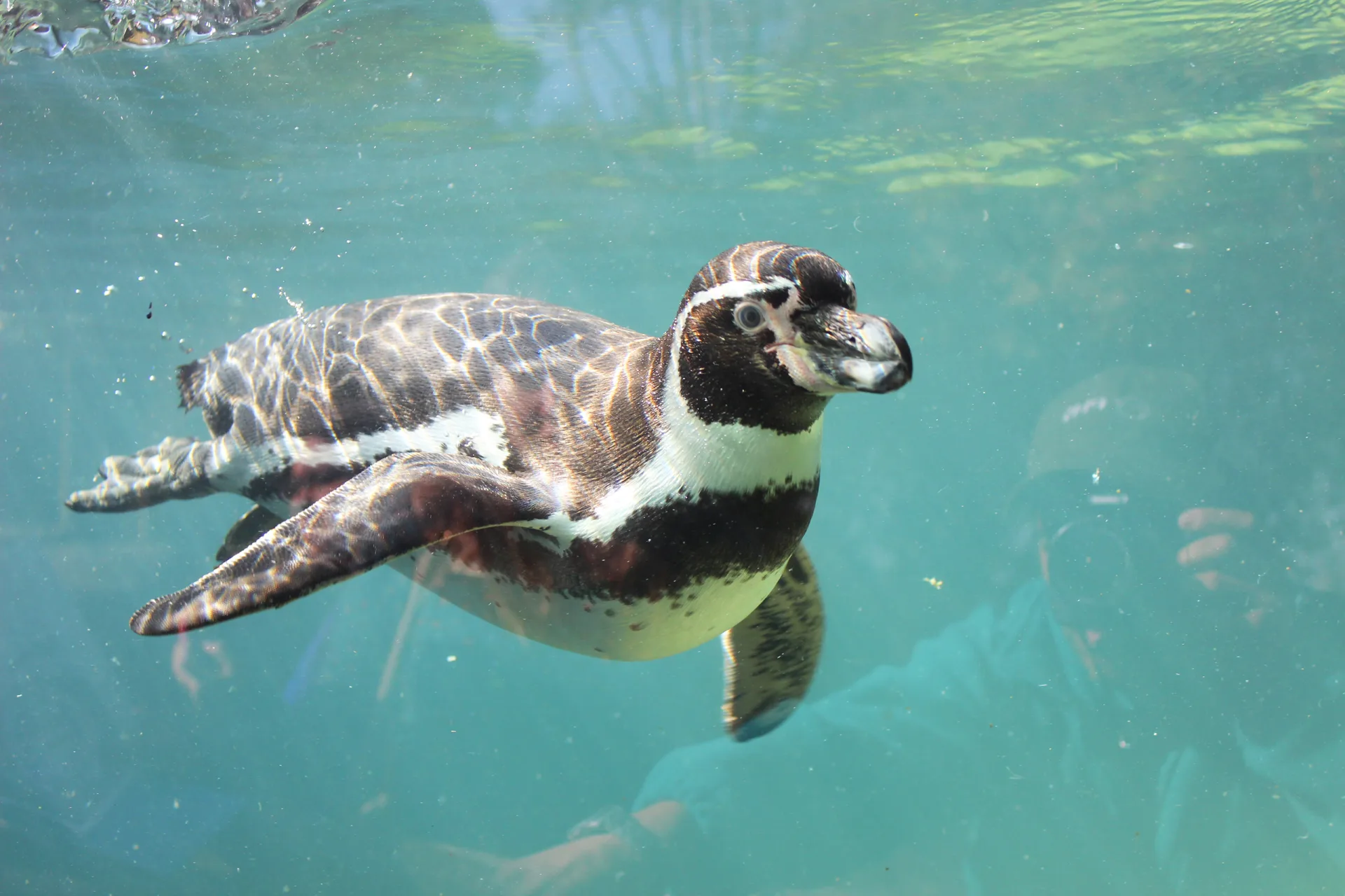 Pingüinos de Humboldt pueden verse en el Zoológico Parquemet