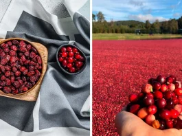 Evita multas de hasta $67 mil en Chile: no uses el celular al conducir.