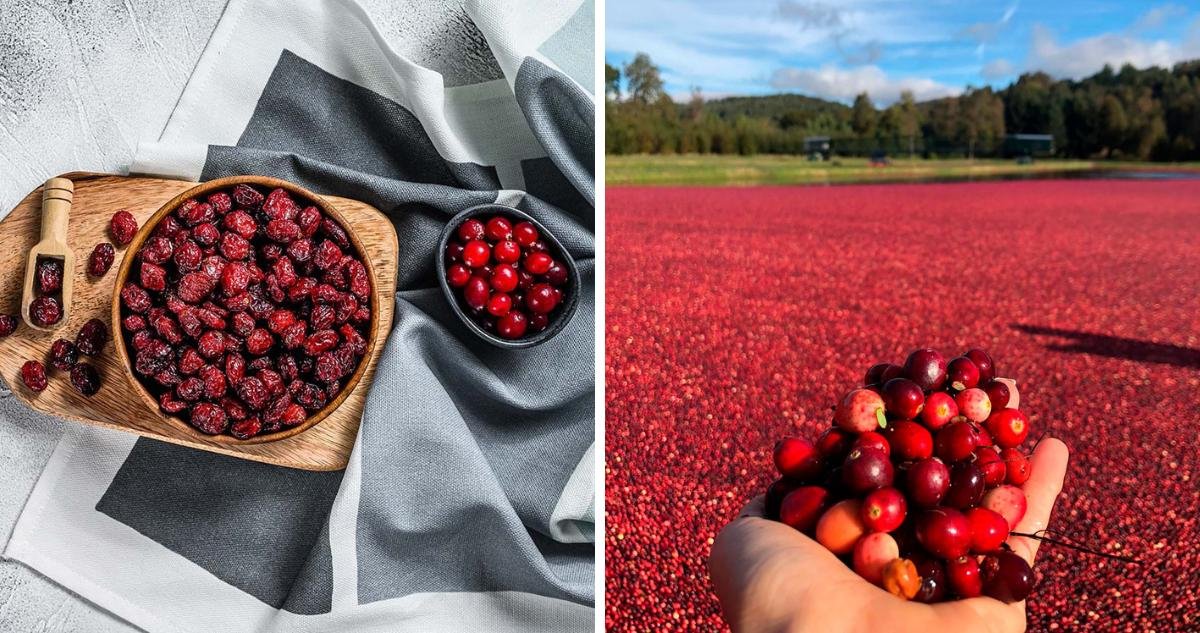 Evita multas de hasta $67 mil en Chile: no uses el celular al conducir.