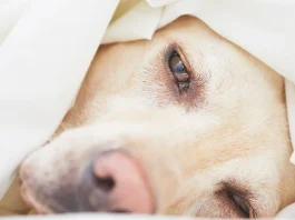 Aprende a identificar los síntomas de envenenamiento en tu perro a tiempo.