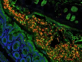 Hongo aliado: una solución natural contra infecciones fúngicas mortales.
