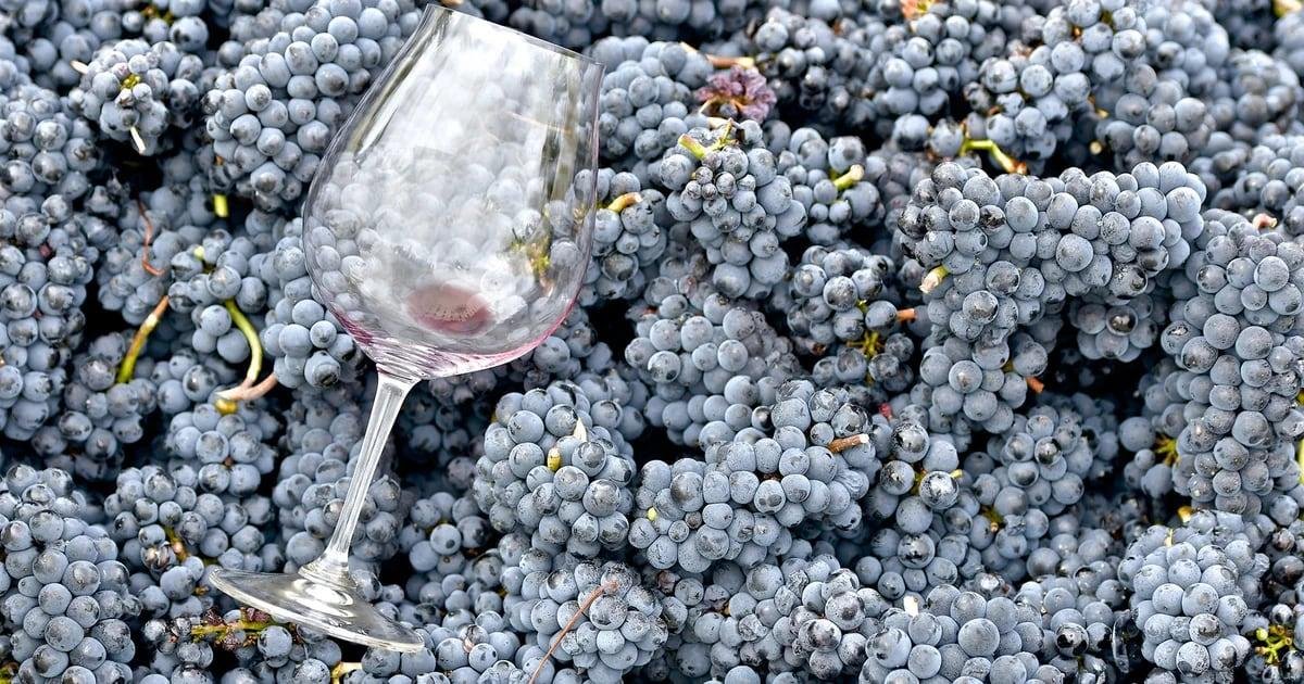 Pinot Noir: la uva sofisticada que brilla en la tierra del Malbec. Pinot Noir: la uva sofisticada que brilla en la tierra del Malbec.