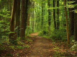 Bacterias: aliadas de los árboles en la lucha contra la sequía.
