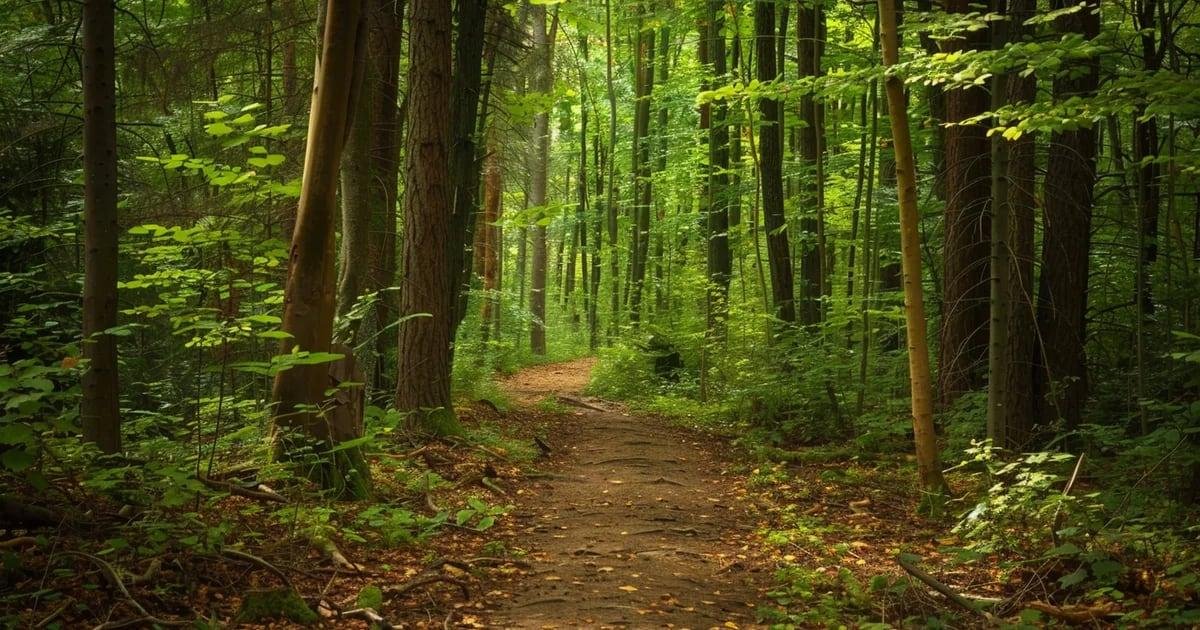 Bacterias: aliadas de los árboles en la lucha contra la sequía.