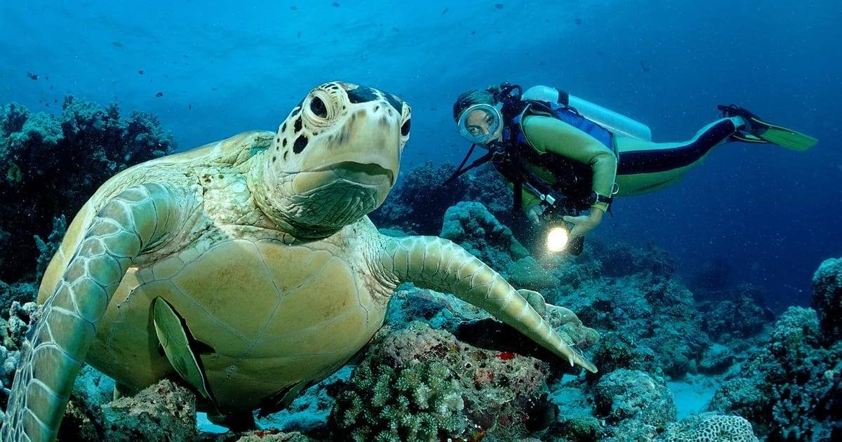 Descubre las 7 cuevas más impresionantes para una aventura de buceo inolvidable. Descubre las 7 cuevas más impresionantes para una aventura de buceo inolvidable.