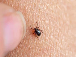 Descifran el genoma de bacterias de Lyme para avanzar en nuevos tratamientos.