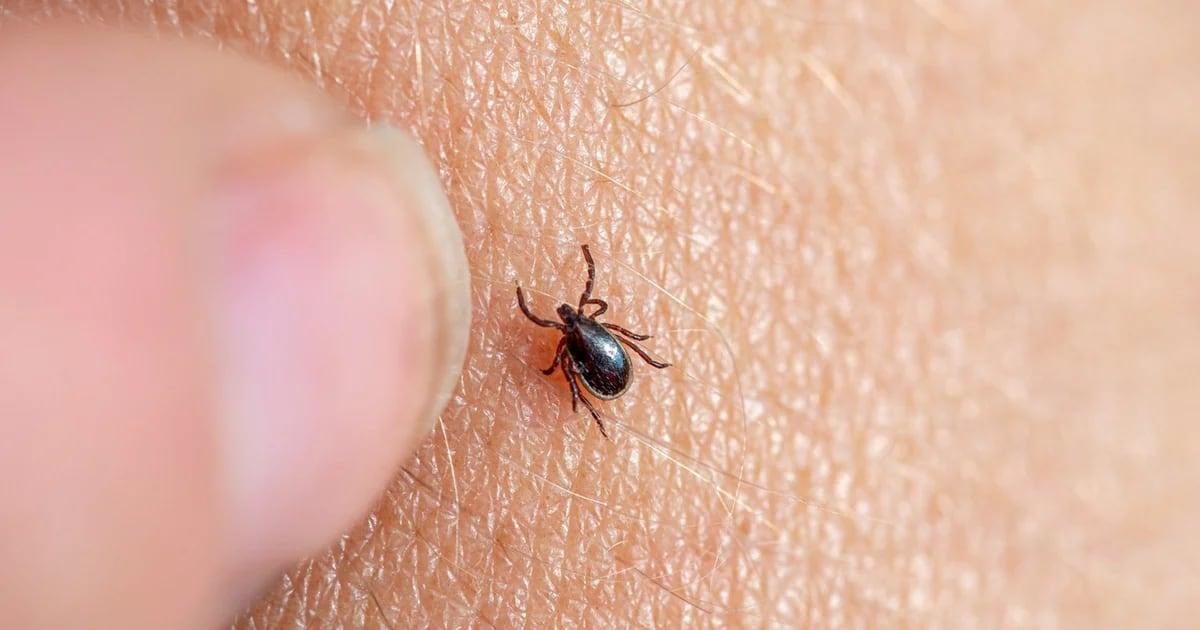 Descifran el genoma de bacterias de Lyme para avanzar en nuevos tratamientos.