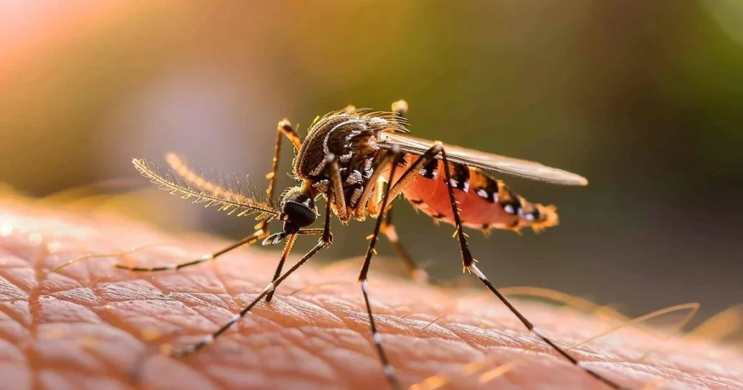 Descubre todo sobre el dengue: síntomas Descubre todo sobre el dengue: síntomas