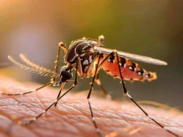 Descubre todo sobre el dengue: síntomas