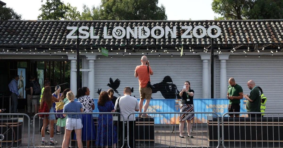 El Zoo de Londres despide la última obra de Banksy