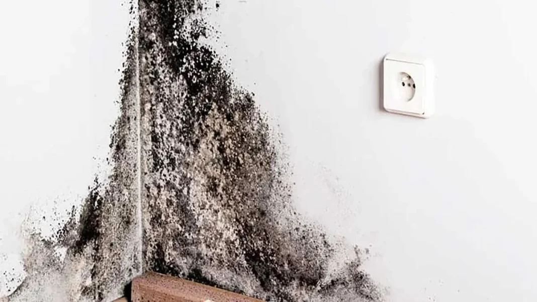 Descubre el truco casero infalible para eliminar el moho del baño fácilmente. Descubre el truco casero infalible para eliminar el moho del baño fácilmente.