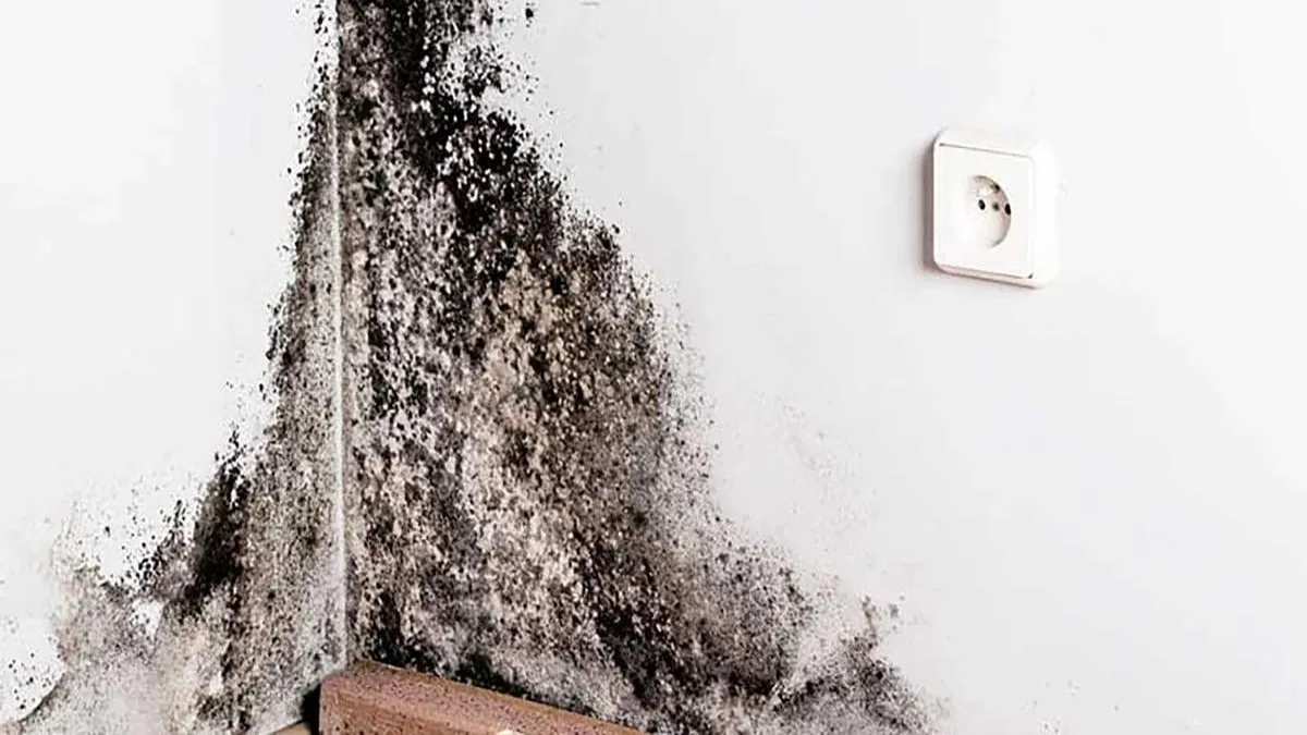 Descubre el truco casero infalible para eliminar el moho del baño fácilmente. Descubre el truco casero infalible para eliminar el moho del baño fácilmente.