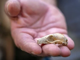 Descubriendo la Jerusalén de la Edad de Hierro: avances en microarqueología.