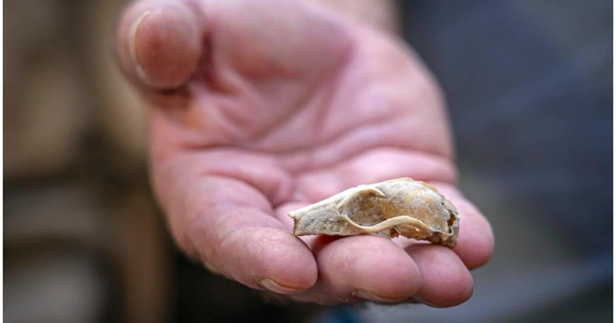 Descubriendo la Jerusalén de la Edad de Hierro: avances en microarqueología.