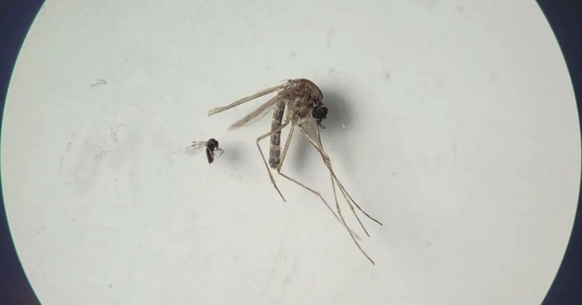 El impacto del cambio climático y la deforestación en la propagación del virus Oropouche.