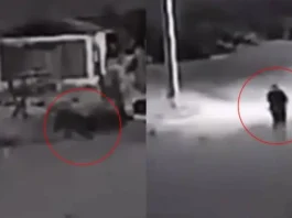VIDEO | Impactante momento en Ovalle: un perro sorprendentemente 'se convierte' en humano.