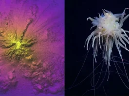 Descubren enigmática montaña submarina en Chile