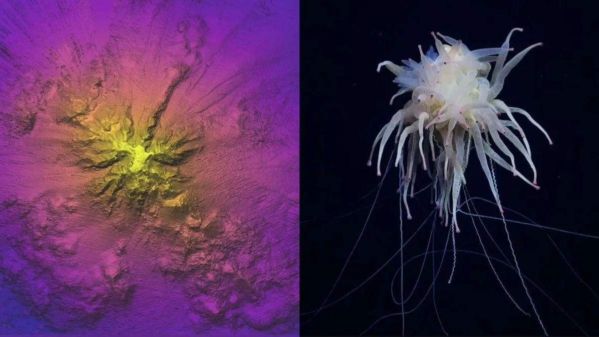 Descubren enigmática montaña submarina en Chile Descubren enigmática montaña submarina en Chile