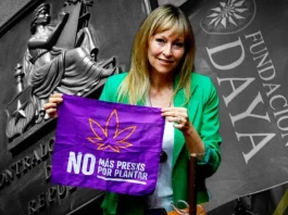 Contraloría envía a CDE a Fundación Daya y 13 municipios por irregularidades en cannabis.