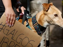 Cámara de Diputados rechaza prohibición de carreras de perros en reciente votación.