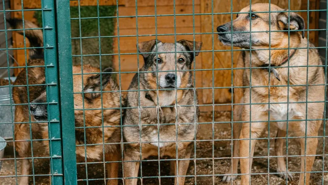 Gobierno de Corea del Sur destina millones para eliminar la industria de carne de perro.