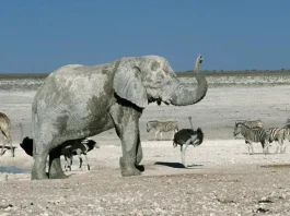 Gobierno de Namibia permite sacrificio de animales salvajes por la sequía extrema.