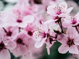 Descubre el momento exacto del equinoccio de primavera 2024 y el adiós al invierno.