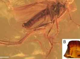 Descubren un mosquito depredador de 40 millones de años en Dinamarca: un hallazgo fascinante.