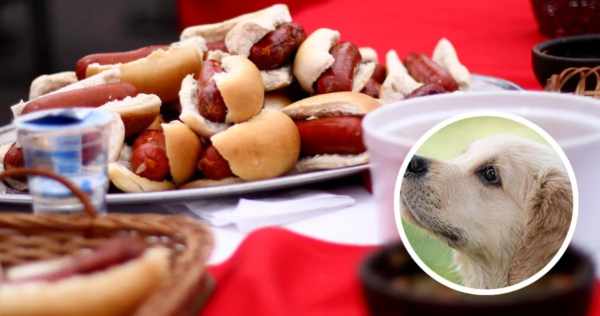 Descubre los alimentos peligrosos que pueden amenazar la vida de tu perro. Descubre los alimentos peligrosos que pueden amenazar la vida de tu perro.