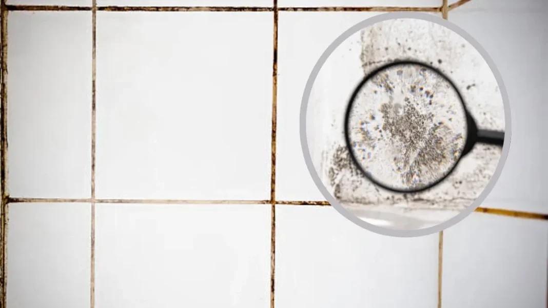 Descubre un truco casero efectivo para eliminar hongos en tu baño fácilmente. Descubre un truco casero efectivo para eliminar hongos en tu baño fácilmente.