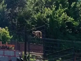 Un pequeño mono sorprende a los vecinos de Quilpué tras escapar del zoológico.