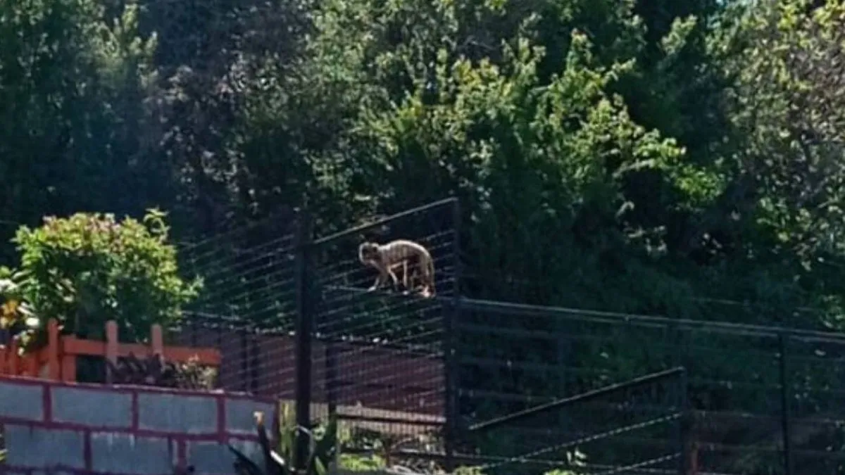Un pequeño mono sorprende a los vecinos de Quilpué tras escapar del zoológico.