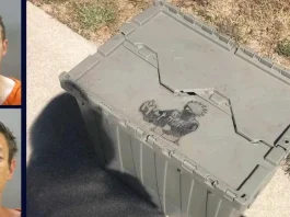 Ocho cachorros mueren de calor en un contenedor; dos hombres arrestados por maltrato.