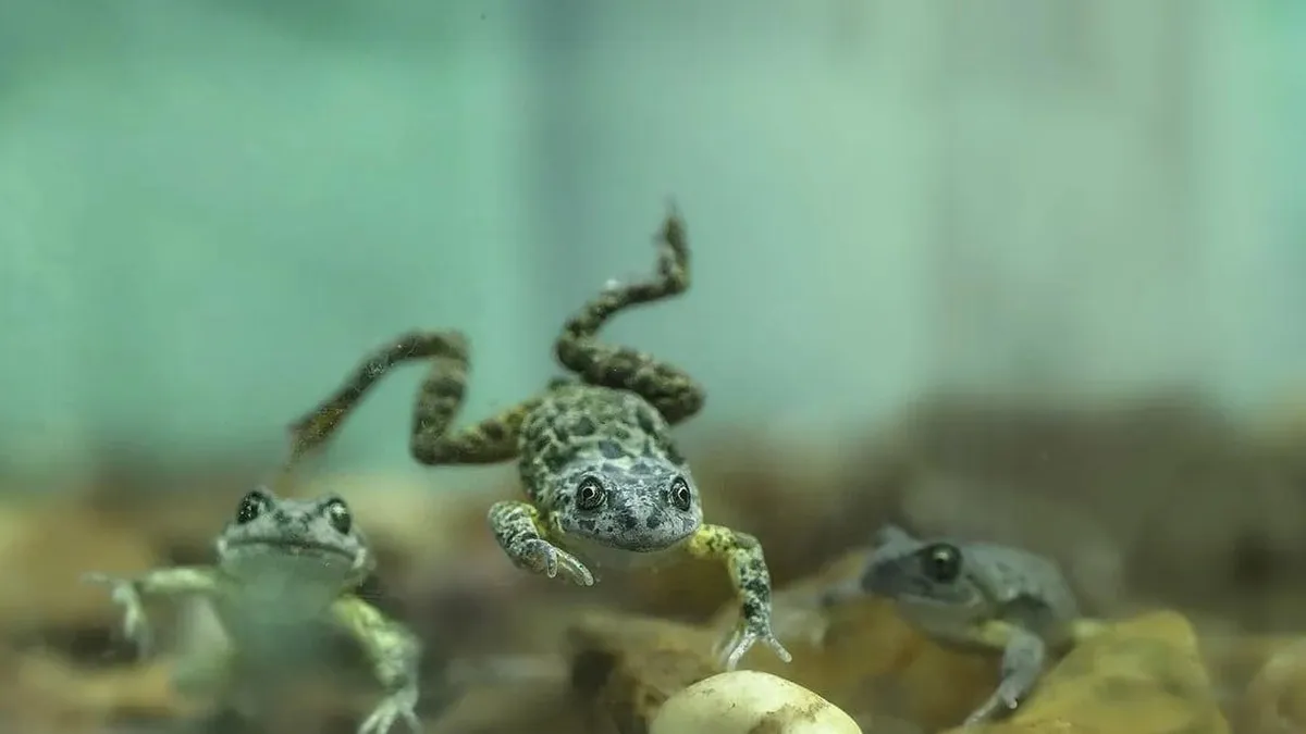 Plan de reinserción: ranas y caracoles recuperan su hábitat natural tras vivir en peceras.