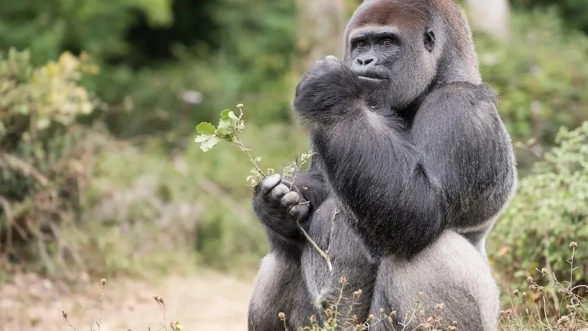 Gorilas "automedicados": un nuevo enfoque en la búsqueda de medicamentos innovadores.
