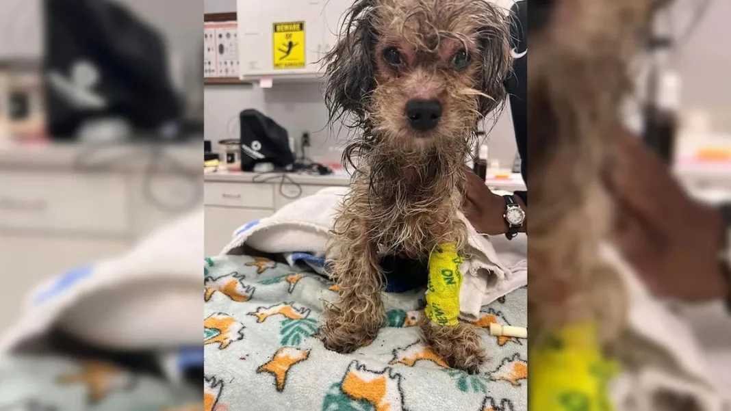 Un pequeño héroe: la conmovedora lucha de un perro rescatado por su vida.