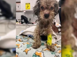 Un pequeño héroe: la conmovedora lucha de un perro rescatado por su vida.