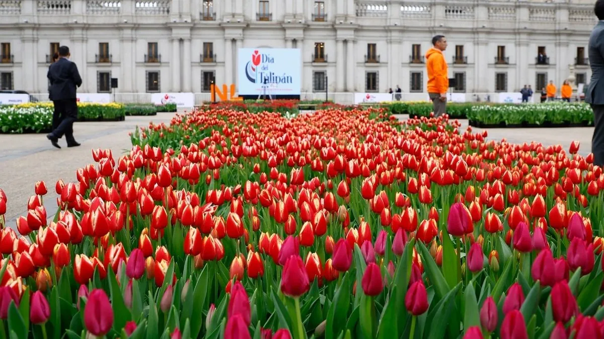 Día del Tulipán 2024: ¡Descubre cuándo y dónde recoger flores gratis!