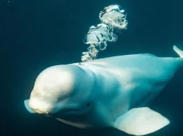 Beluga espía rusa: hallazgo de la misteriosa ballena en Noruega.