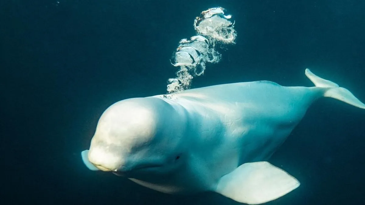 Beluga espía rusa: hallazgo de la misteriosa ballena en Noruega. Beluga espía rusa: hallazgo de la misteriosa ballena en Noruega.