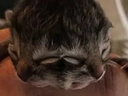 El sorprendente gato de dos caras que ha cautivado a Chile: ¿su futuro en riesgo?