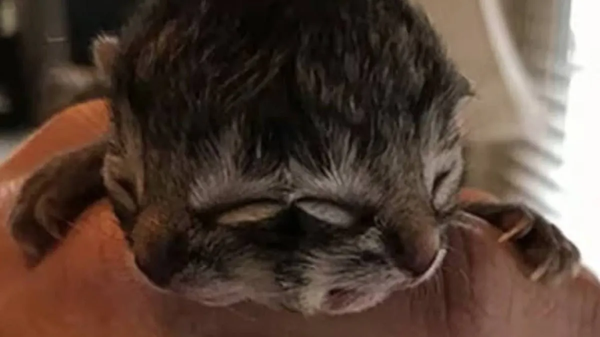 El sorprendente gato de dos caras que ha cautivado a Chile: ¿su futuro en riesgo?